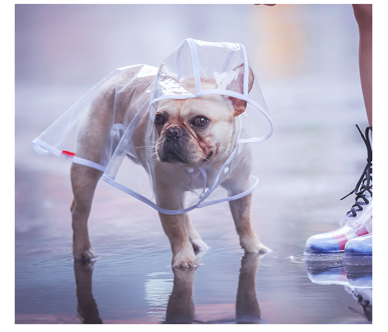 Light Transparent Dog Raincoat For Small Dogs - TheGlamPets