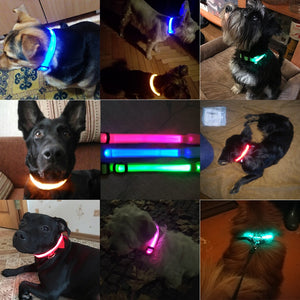 USB Rechargeable LED Dog Safety Collar - TheGlamPets