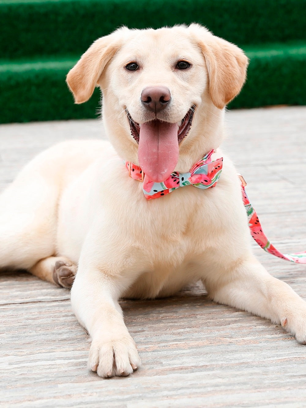 Dapper Watermelon Pink Dog Bow Tie Collar and Leash - TheGlamPets